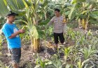 Bhabinkamtibmas-Desa-Sukorejo-Dampingi-Warga-Garap-Lahan-Ketahanan-Pangan