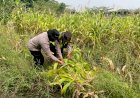 Polsek-Gedangan-Pacu-Progres-Lahan-Ketahanan-Pangan-di-Desa-Semambung