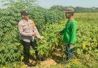 Polsek-Krembung-Dampingi-Petani-Jagung-di-Tanjekwagir-untuk-Wujudkan-Ketahanan-Pangan-Polresta-Sidoarjo