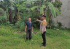 Bhabinkamtibmas-Tanjungsari-Polsek-Taman-Tinjau-Tanaman-Pisang-di-Lahan-P2B-Warga