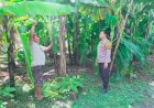 Bhabinkamtibmas-Polsek-Sukodono-Tinjau-Ketahanan-Pangan-di-Kebun-Pisang-Ambon