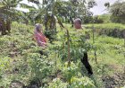 Polsek-Tulangan-Dukung-Ketahanan-Pangan,-Tinjau-Perkebunan-Cabai-Warga-Kemantren