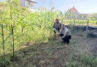 Bhabinkamtibmas-Desa-Buncitan-Dampingi-Perawatan-Jagung-Dukung-Swasembada-Pangan
