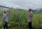 Dukung-Asta-Cita-Presiden,-Bhabinkamtibmas-Polsek-Krian-Sidoarjo-Intensifkan-Pemantauan-Lahan-Jagung