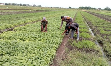 Polsek-Tulangan-Laksanakan-Penanaman-Sayur-Bersama-Petani-di-Desa-Grabangan-dalam-Rangka-Mendukung-Asta-Cita