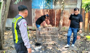 Polsek-Taman-Respon-Cepat-Aduan-Warga-Dugaan-Judi-Sabung-Ayam-di-Sambibulu