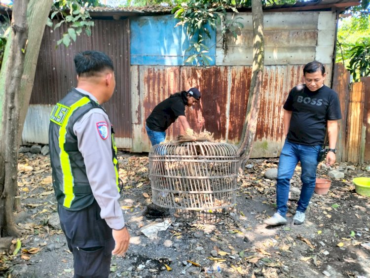 Polsek Taman Respon Cepat Aduan Warga Dugaan Judi Sabung Ayam di Sambibulu