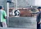 Perhatikan-Kualitas-Ternak-Sapi,-Dukung-Peningkatan-Gizi-Masyarakat