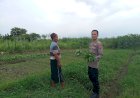 Bhabinkamtibmas-Desa-Jedong-Cangkring-Pantau-Tanaman-Sayur-Desa-Jedong-Cangkring