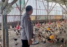 Bhabinkamtibmas-Desa-Mulyodadi-Dukung-Ketahanan-Pangan-Lewat-Tinjauan-Peternakan-Warga