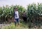 Polsek-Prambon-Tinjau-Upaya-Petani-Jagung-Sukseskan-Program-Ketahanan-Pangan