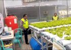 Ubah-Lahan-Kosong-Jadi-Green-House-untuk-Ketahanan-Pangan-Desa-Kletek
