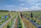 Kanit-Binmas-Polsek-Prambon-Tinjau-Lahan-Cabai-dan-Terong,-Dukung-Swasembada-Pangan-Mandiri-Warga