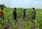 Dorong-Swasembada-Pangan,-Polisi-Tinjau-Lahan-Jagung-Siap-Panen-di-Balongbendo