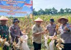Polsek-Balongbendo-Panen-Raya-Jagung-Perkasa-Hybrida,-Dukung-Swasembada-Pangan-Nasional-2026