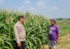 Tingkatkan-Swasembada-Pangan,-Polsek-Candi-bersama-Petani-Kelola-Lahan-Jagung