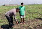 Masifkan-Gerakan-Ketahanan-Pangan,-Polisi-di-Kecamatan-Tarik-Dampingi-Petani