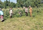 Polisi-dan-Petani-Kelola-Tanaman-Jagung-di-Desa-Kemantren,-Untuk-Peningkatan-Swasembada-Pangan