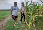Bhabinkamtibmas-Desa-Bulang-Pantau-Tanaman-Jagung,-Dukung-Ketahanan-Pangan-Nasional-di-Kabupaten-Sidoarjo