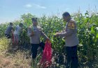 Kanit-Binmas-Polsek-Krembung-Dampingi-dan-Apresiasi-Panen-Jagung-Program-P2B-di-Desa-Lemujut