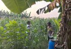 Polsek-Gedangan-Gandeng-Petani-Optimalkan-Ketahanan-Pangan-Tanaman-Jagung