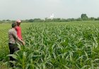 Polsek-Wonoayu-dan-Petani-Optimalkan-Lahan-Jagung