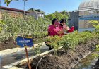 Panen-Berkala-Bhayangkari-Cabang-Kota-Sidoarjo-Dukung-Ketahanan-Pangan