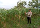 Polsek-Krembung-Laksanakan-Pendampingan-Lahan-Jagung,-Dukung-Swasembada-Pangan