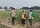 Dampingi-Petani-Optimalkan-Ketahanan-Pangan,-Polsek-Sidoarjo-Kota-Motivasi-Perawatan-Jagung-di-Desa-Lebo