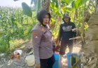 Polisi-Turun-ke-Sawah,-Dampingi-Petani-Punggul-Jaga-Harapan-Panen-Jagung-untuk-Ketahanan-Pangan-Nasional