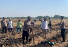 Polsek-Tanggulangin-Tanam-Jagung-Bersama-Gapoktan-di-Randegan