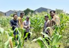Polsek-Sukodono-Cek-Pertumbuhan-Jagung-di-Kebonagung,-Dukung-Ketahanan-Pangan