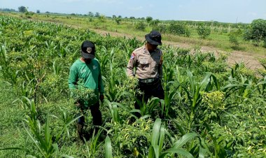 Wujudkan-Program-Pekarangan-Pangan-Bergizi,-Bhabinkamtibmas-Desa-Seketi-Lakukan-Hal-ini...