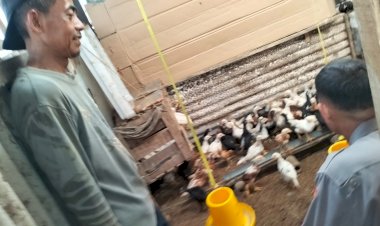 Kolaborasi-Bhabinkamtibmas-bersama-Peternak-Ayam-Petelur-Desa-Jatikalang-Krian,-Langkah-Strategis-Perkuat-Ketahanan-Pangan