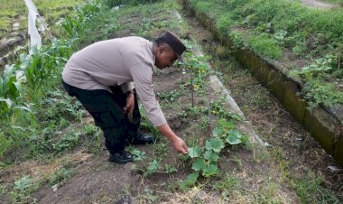 Bhabinkamtibmas-Kedondong-Tinjau-Lahan-Jagung-untuk-Dukung-Program-Ketahanan-Pangan-Nasional