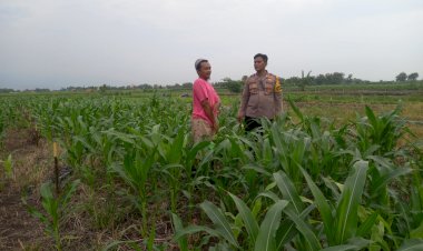 Dukung-Ketahanan-Pangan-Polresta-Sidoarjo,-Kanit-Binmas-Polsek-Krembung-Tinjau-Lahan-Jagung-Bersama-Warga