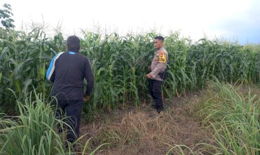 Polresta-Sidoarjo-Dorong-Swasembada-Pangan,-Polisi-Turun-Langsung-Dampingi-Petani-Jagung
