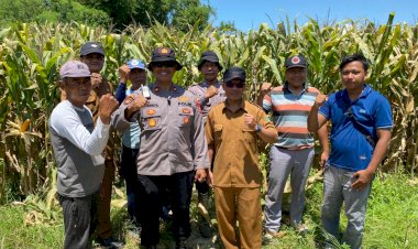 Polsek-Balongbendo-Intensifkan-Pengelolaan-Ketahanan-Pangan-Jagung-Hibrida
