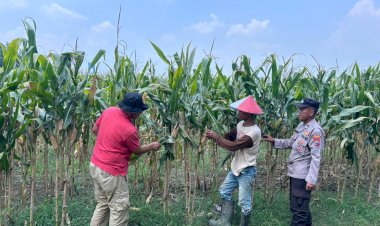 Polsek-Prambon-Cek-Lahan-Jagung-di-Desa-Bulang
