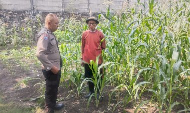Polisi-Dampingi-Panen-Jagung-3-Hektar,-Perkuat-Ketahanan-Pangan-di-Prambon