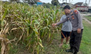 Polsek-Prambon-Intensif-Pantau-Tanaman-Jagung,-Dukung-Asta-Cita-Presiden-dalam-Mewujudkan-Ketahanan-Pangan