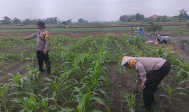 Dukung-Swasembada-Pangan-Asta-Cita,-Polsek-Krembung-Sidoarjo-Sulap-Pekarangan-Jadi-Lahan-Jagung-Hibrida