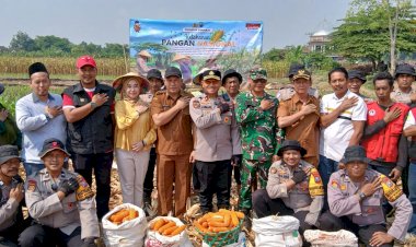 Panen-Raya-Jagung-Kuartal-III-di-Balongbendo,-Wujud-Nyata-Swasembada-Pangan-Nasional
