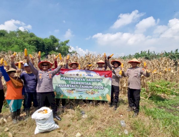 Panen Jagung, Polsek Balongbendo Dukung Ketahanan Pangan di Sidoarjo
