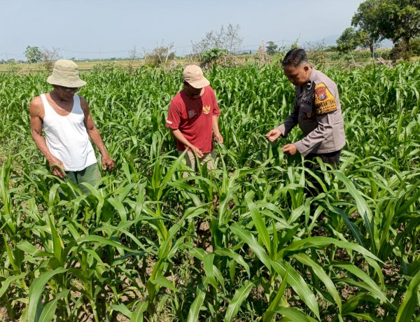 Optimalkan Ketahanan Pangan, Polsek Porong bersama Petani Pantau Perkembangan Tanaman Jagung