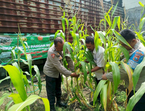 Polsek Waru Pantau Pertumbuhan Jagung di Desa Pepelegi untuk Swasembada Pangan