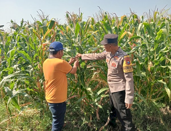 Jalin Kedekatan dengan Petani, Anggota Polsek Tarik Patroli dan Pantau Lahan Jagung untuk Ketahanan Pangan
