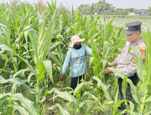 Polisi Cinta Petani, Polsek Tarik Pantau Pertumbuhan Jagung di Kedungbocok Demi Sukseskan Ketahanan Pangan Polresta Sidoarjo