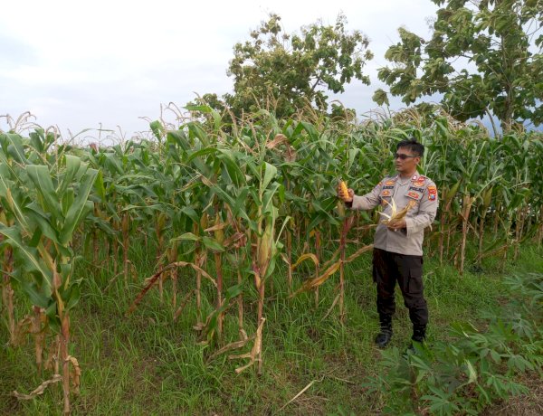 Polsek Krembung Laksanakan Pendampingan Lahan Jagung, Dukung Swasembada Pangan