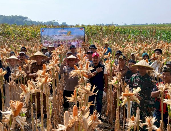 Panen Jagung Kuartal III di Kecamatan Balongbendo